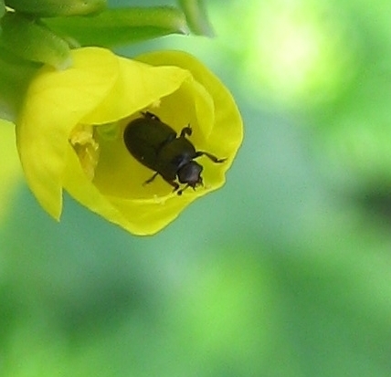 Colza du nord de la France - Surveiller tous les insectes | EntomoNews | Scoop.it