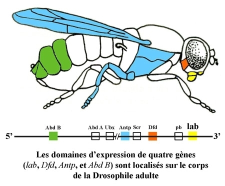 Le ver, la mouche et la souris : trois animaux d'intérêt pour la biologie du développement | EntomoScience | Scoop.it