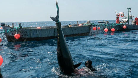 Tuna fishing season using a technique thousands of years old opens in Spain with some of those landed on first day weighing close to 400 kilos | Soggy Science | Scoop.it