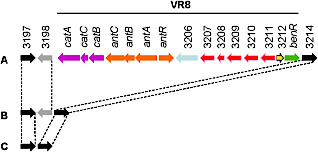 Mol Plant Pathol: Pseudomonas savastanoi pv. savastanoi: some like it knot (2012) | Plants and Microbes | Scoop.it