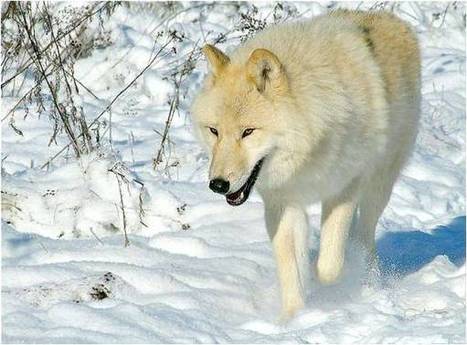 Le loup blanc Ma Planète « L'Espace Libre de Sami Chaiban… | Loup | Scoop.it