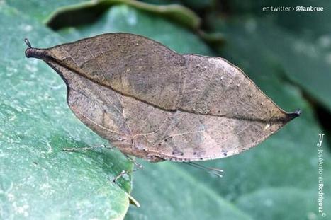 L'étonnant camouflage de Kallima inachus, un papillon en forme de feuille | Variétés entomologiques | Scoop.it