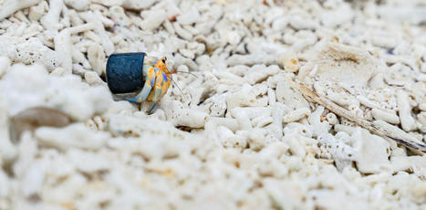 Les bernard-l’ermite déménagent dans des déchets plastiques… et intriguent les scientifiques | Biodiversité - @ZEHUB on Twitter | Scoop.it