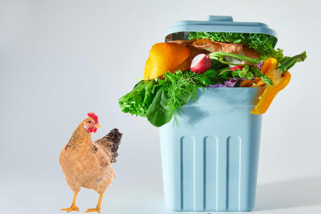 EGYPT to transform millions of tonnes of agri and food waste into animal feed | MED-Amin network | Scoop.it