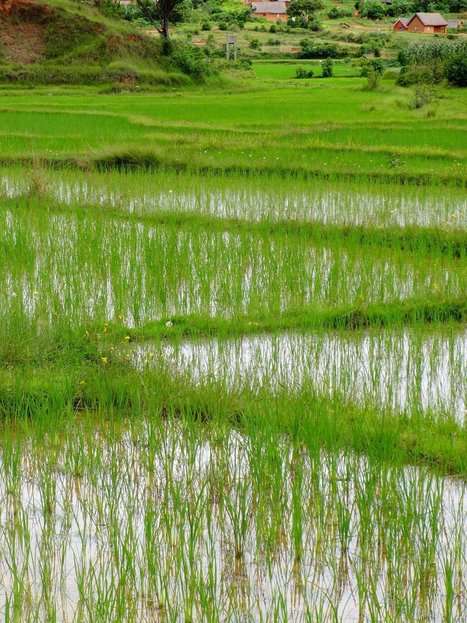 Growing Rice in Madagascar by J Loucks (Storehouse) | SRI Global News ++ March - May 2025    System of Rice Intensification (SRI) | Scoop.it