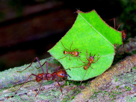 Les ouvertures des nids de fourmis coupeuses de feuilles émettent jusqu'à 100 000 fois plus de dioxyde de carbone que le sol environnant | EntomoNews | Scoop.it