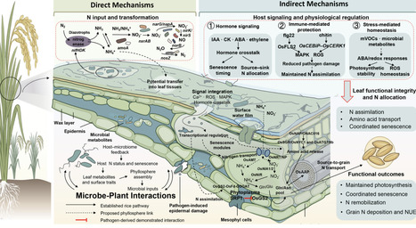 Mechanisms of Phyllosphere Microbial Regulation of Nitrogen Use in Rice | ppl | RMH | Scoop.it