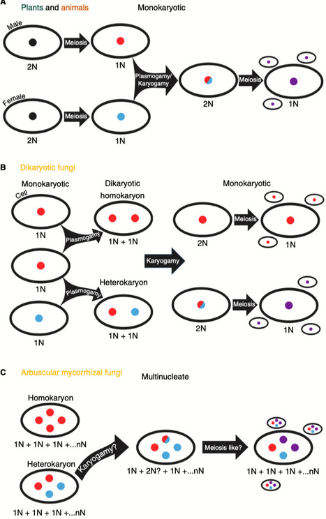 Patterns and mechanisms of fungal genome plasticity | CurB | RMH | Scoop.it