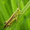 Vari&eacute;t&eacute;s entomologiques