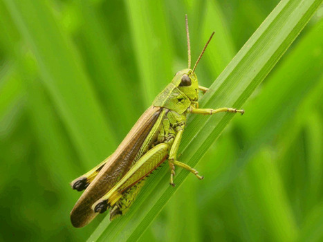 Formation Orthopt&egrave;res (niveau 2) &ndash; Office pour les insectes et leur environnement | Vari&eacute;t&eacute;s entomologiques | Scoop.it