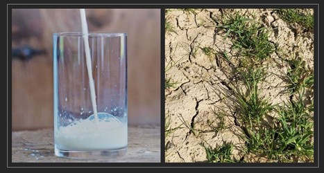 Lait de consommation : Sans revalorisation, la souveraineté de la filière est menacée | Economie de l'Elevage | Scoop.it