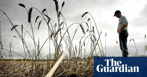 One year’s worth of bread lost in UK to wrecked harvests since 2020, report finds | Extreme weather | The Guardian | Microeconomics: IB Economics | Scoop.it