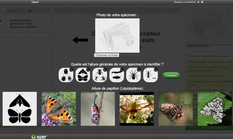 La nouvelle clé Spipoll permet d'identifier 630 espèces ou groupes visitant les fleurs ! | Insect Archive | Scoop.it