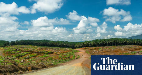 Diverse mix of seedlings helps tropical forests regrow better, study finds | Trees and forests | The Guardian | Ecosystèmes Tropicaux | Scoop.it