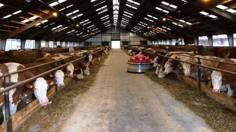 Production laitière : Des bas coûts de production pour les Tchèques | Lait de Normandie... et d'ailleurs | Scoop.it