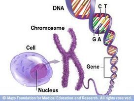 Slide show: How genetic disorders are inherited - Mayo Clinic | Genetic Disorders | Scoop.it