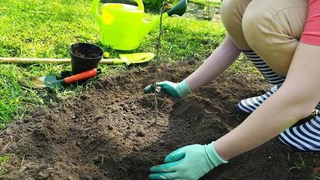 Plantation d'arbres et d'arbustes : fini la Sainte-Catherine ! | Les Colocs du jardin | Scoop.it