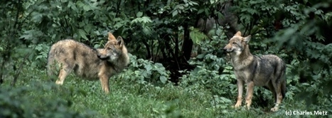 Qui hurle avec qui? La position de FNE | Pastoralisme Ours Loups Lynx | Scoop.it