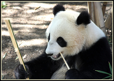Life after the Google Panda Update | Google Penalty World | Scoop.it