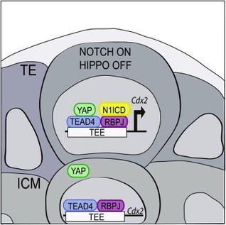 Notch and Hippo Converge on Cdx2 to Specify the Trophectoderm Lineage in the Mouse Blastocyst: Developmental Cell | Bioscience News - GEG Tech top picks | Scoop.it