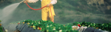 Fin juillet 2015, l'Europe autorisait le Sulfoxaflor, un insecticide dangereux | EntomoNews | Scoop.it