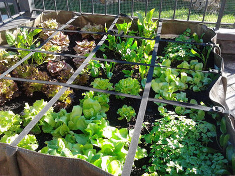 Orto Sul Terrazzo: Frutta E Verdura Che Cresce Anche In Città | Orto, Giardino, Frutteto, Piante Innovative e Antiche Varietà | Scoop.it