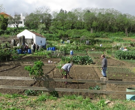 A Lisbonne, les parcs deviennent des potagers urbains | Anders en beter | Scoop.it