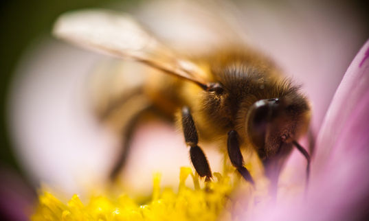 Comment Paris veut protéger les abeilles