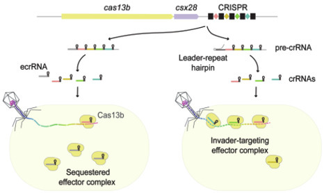 A leader-repeat hairpin blocks extraneous CRISPR RNA production in diverse CRISPR-Cas13 systems | The EMBO Journal | Springer Nature Link | RMH | Scoop.it