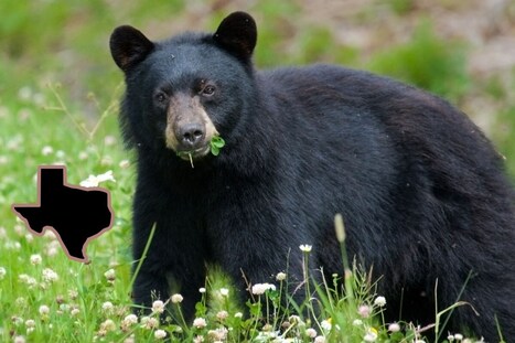 East Texans Report Rare Black Bear Sightings This Summer | Industry 411 - Waste Management | Scoop.it