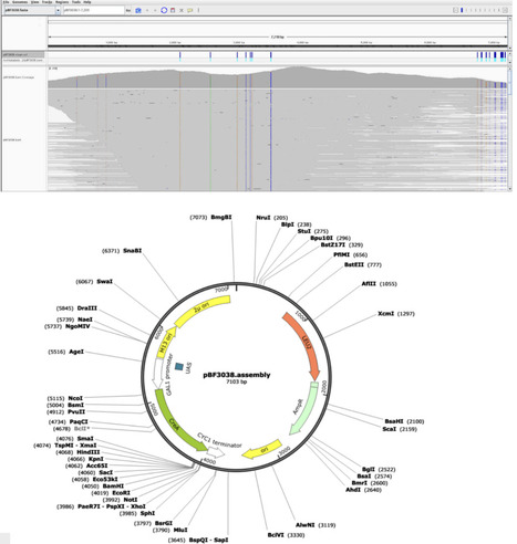 NanoPlasmiQC: Full plasmid sequencing with ONT long-reads and automatic data analysis | brvbi | RMH | Scoop.it