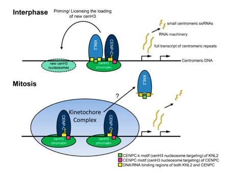 IN BRIEF: A Tale of Two CENPCs: Centromere Localization of KINETOCHORE NULL 2 and CENP-C | The Plant Cell | Scoop.it