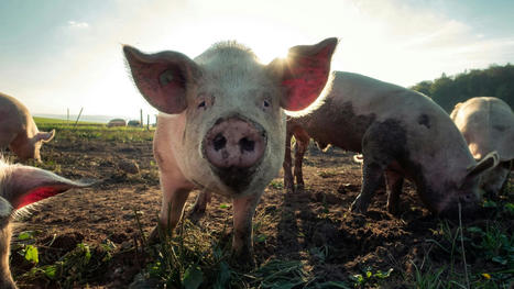 CRISPRed Pork May Be Coming to a Supermarket Near You | Virology News | Scoop.it