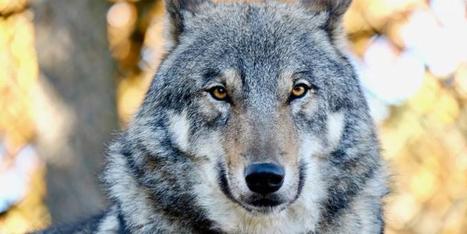 Un loup abattu dans le haut pays niçois en début de semaine | Loup | Scoop.it