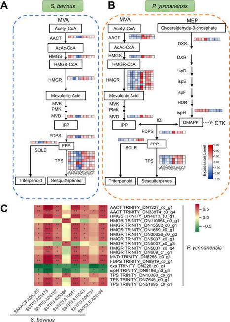 Terpenoids are associated with cytokinin and auxin signaling during mycorrhiza formation in the Suillus bovinus | Plant-Microbe Symbiosis | Scoop.it