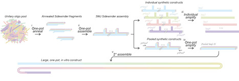One-pot parallel Sidewinder construction from oligo pools | brvt | RMH | Scoop.it