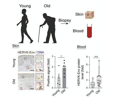 Resurrection of Endogenous Retroviruses During Aging Reinforces Senescence | Virus World | Scoop.it