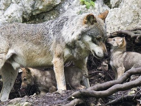 Un loup sur cinq tué par les chasseurs cet hiver en Finlande | Biodiversité | Scoop.it