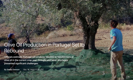 Olive Oil Production in PORTUGAL Set to Rebound | CIHEAM Press Review | Scoop.it