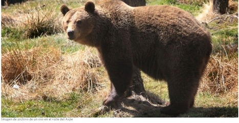 Las Cortes rechazan la introducción del oso en Pirineo y piden la paralización del Plan francés  | Vallées d'Aure & Louron - Pyrénées | Scoop.it