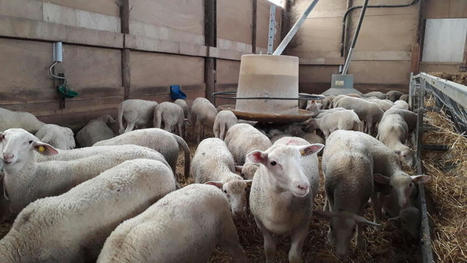 Sevrer les agneaux plus tard coûte plus cher aujourd’hui | Actualité Bétail | Scoop.it