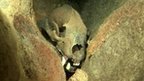 Extinct bear skulls found underwater | 21st Century Innovative Technologies and Developments as also discoveries, curiosity ( insolite)... | Scoop.it