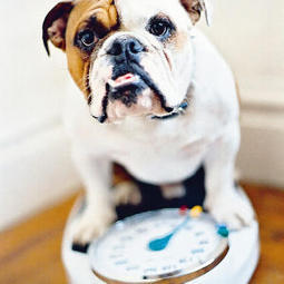 Pet Project: Can diet foods keep your four-legged friend fit? | REAL World Wellness | Scoop.it
