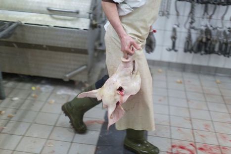 ☺ Tech : Preuve Vidéo Dans L'abattoir - "Les Animaux Sont Traités Plus Doucement" Infos , Tests ✓ | La Gazette des abattoirs | Scoop.it
