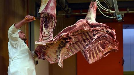 Quatre questions sur la contamination de 34 salariés d'un abattoir du Loiret | La Gazette des abattoirs | Scoop.it