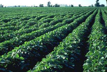 Climate change will cut crop yields | DURABILITES | Scoop.it