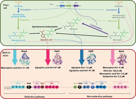 Les systèmes de transport des mannityl-opines chez le pathogène Agrobacterium tumefaciens et leur intérêt dans la construction de la niche écologique des agrobactéries | Life Sciences Université Paris-Saclay | Scoop.it