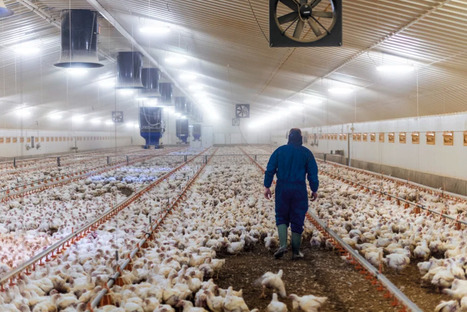 The U.S. Is Not Ready for Bird Flu in Humans - Scientific American | Virus World | Scoop.it