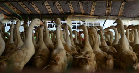 Grippe aviaire : l’OIE recommande de porter gants et masques au contact de volailles infectées | La Gazette des abattoirs | Scoop.it