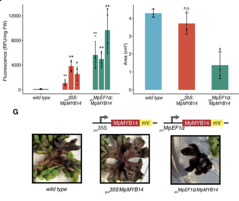Engineering auronidin production in Marchantia polymorpha enables a new class of plant-derived textile pigments | brvp | RMH | Scoop.it